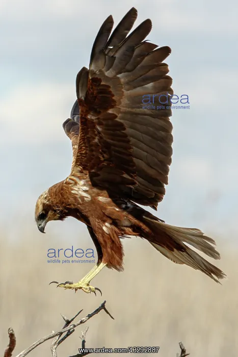 : Western Marsh Harrier (Circus aeruginosus) - female : Western Marsh Harrier (Circus aeruginosus) - female