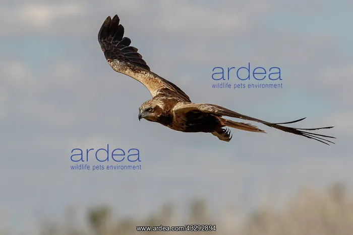 : Western Marsh Harrier (Circus aeruginosus) - female
