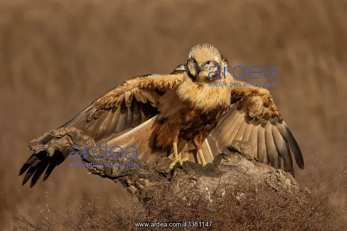 : Western marsh-harrier (Circus aeruginosus), female : Western marsh-harrier (Circus aeruginosus), female