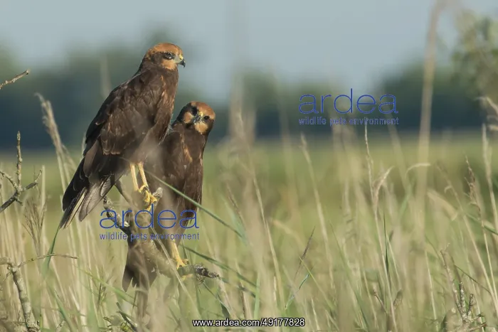 : Western Marsh Harrier (Circus aeruginosus) juvenile : Western Marsh Harrier (Circus aeruginosus) juvenile