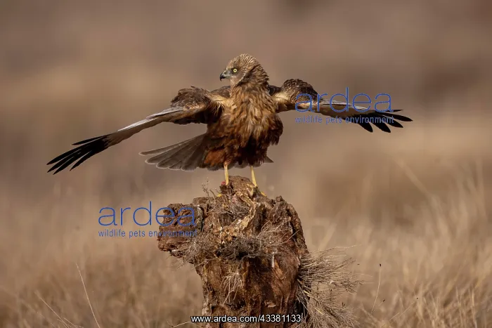 : Western marsh-harrier (Circus aeruginosus), male : Western marsh-harrier (Circus aeruginosus), male