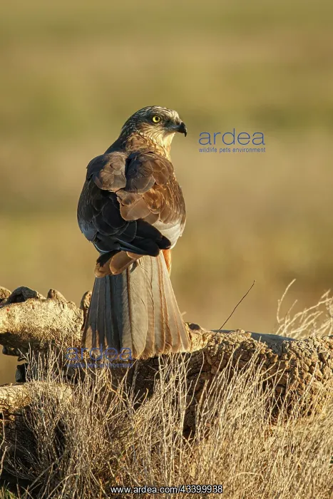 : Western Marsh Harrier (Circus aeruginosus) - perched : Western Marsh Harrier (Circus aeruginosus) - perched