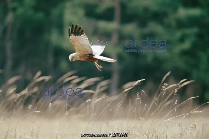 : Western Marsh HARRIER - In Flight : Western Marsh HARRIER - In Flight