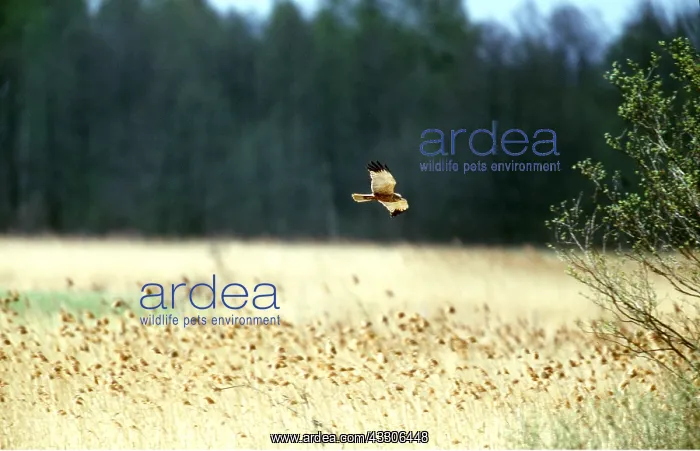 : Western Marsh HARRIER - in flight over field : Western Marsh HARRIER - in flight over field