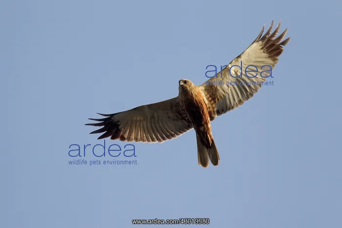  : Western Marsh Harrier male in flight