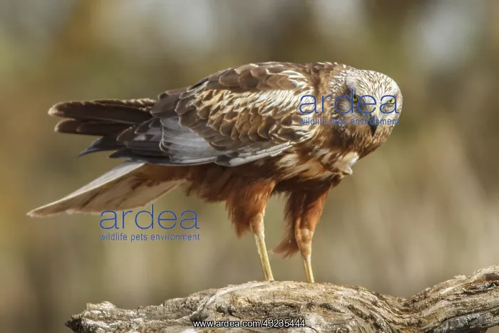 : Western Marsh Harrier male perched on a trunk Castilla L : Western Marsh Harrier male perched on a trunk Castilla L