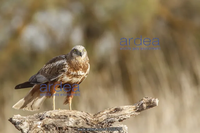 : Western Marsh Harrier male perched on a trunk Castilla L : Western Marsh Harrier male perched on a trunk Castilla L