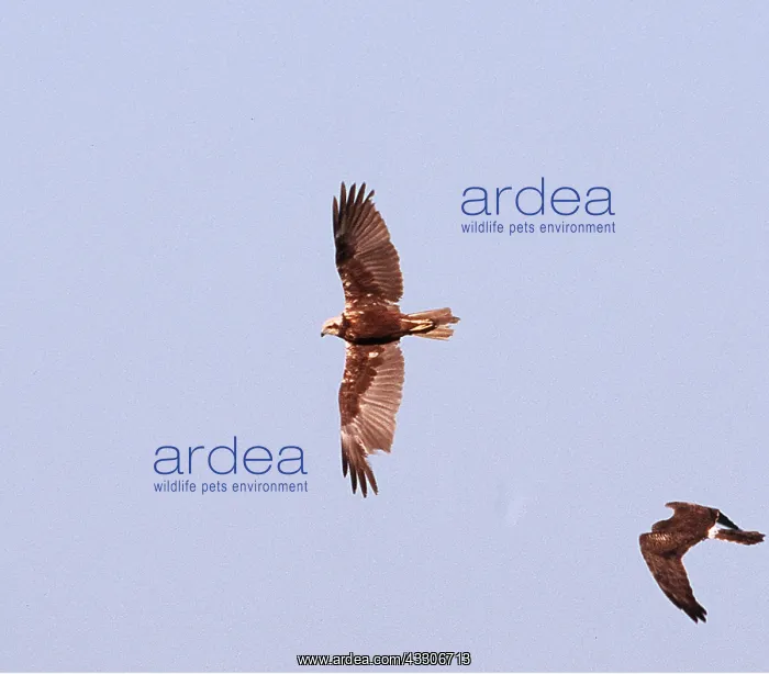 : Western Marsh Harrier & Montagu's Harrier (Circus : Western Marsh Harrier & Montagu's Harrier (Circus