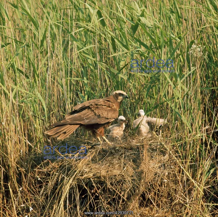 : Western Marsh HARRIER - on nest with young : Western Marsh HARRIER - on nest with young