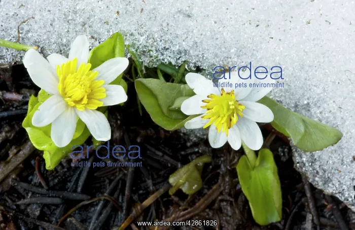 : Western Marsh Marigold / White Marsh Marigold - : Western Marsh Marigold / White Marsh Marigold -