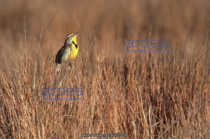  : Western Meadowlark