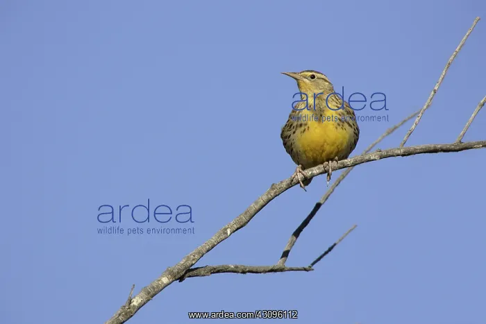 : Western Meadowlark : Western Meadowlark