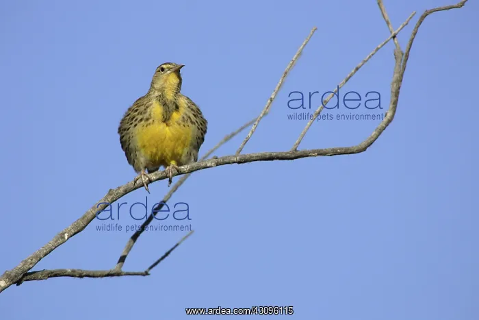 : Western Meadowlark : Western Meadowlark