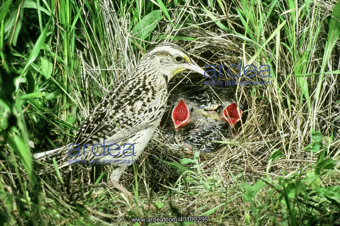 : Western Meadowlark at nest with young : Western Meadowlark at nest with young