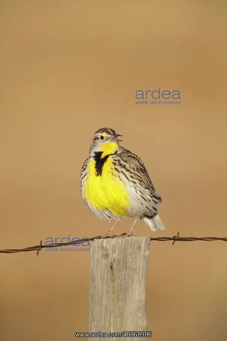 : Western Meadowlark - perched on fencepost in winter : Western Meadowlark - perched on fencepost in winter