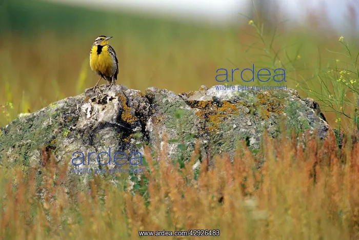 : Western MEADOWLARK - perched on rock : Western MEADOWLARK - perched on rock