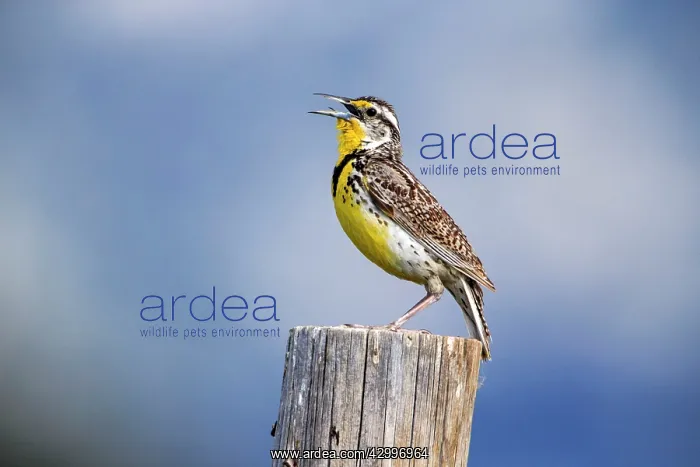: Western Meadowlark - on post singing Grand Teton : Western Meadowlark - on post singing Grand Teton