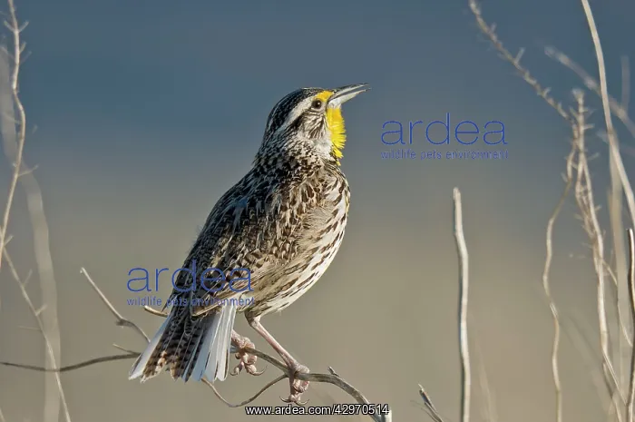 : Western Meadowlark - singing : Western Meadowlark - singing