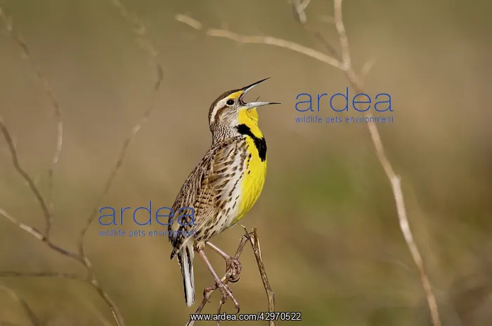 : Western Meadowlark - singing : Western Meadowlark - singing
