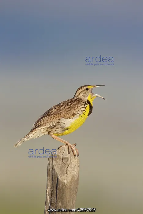 : Western Meadowlark - singing - on breeding territory : Western Meadowlark - singing - on breeding territory