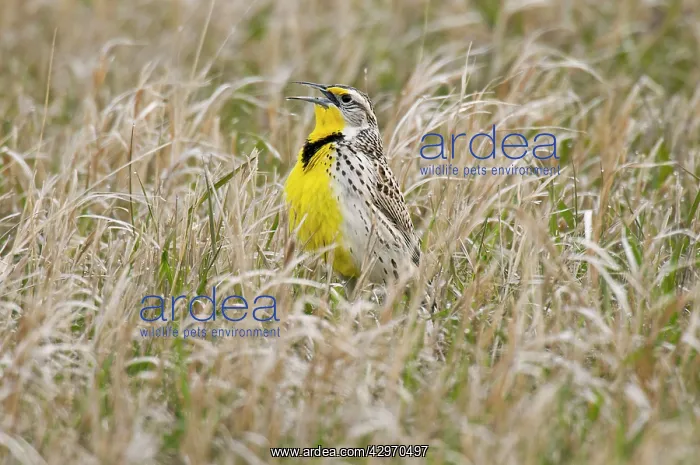 : Western Meadowlark - singing - spring : Western Meadowlark - singing - spring
