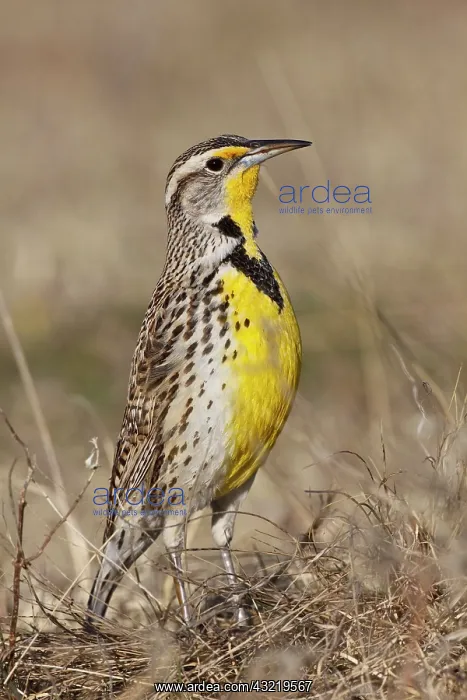 : Western Meadowlark (Strunella neglecta) : Western Meadowlark (Strunella neglecta)