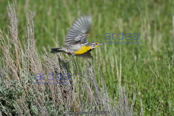  : Western Meadowlark (Sturnella neglecta). Western