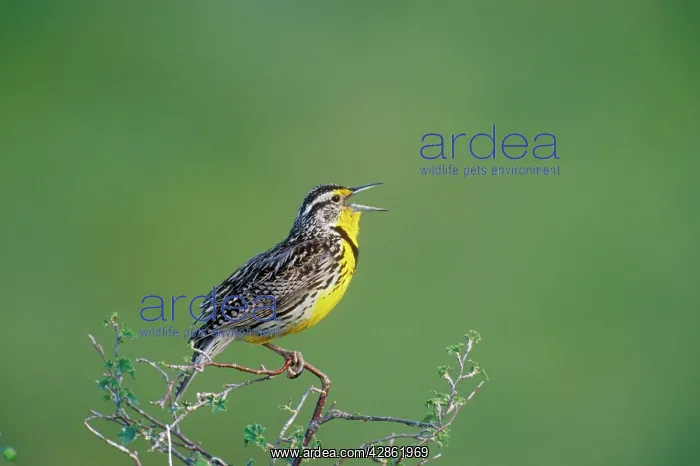  : Western MEADOWLARK - side view, perched on branch