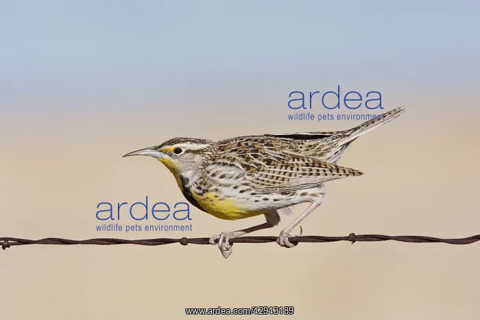 : Western Meadowlark - in winter : Western Meadowlark - in winter