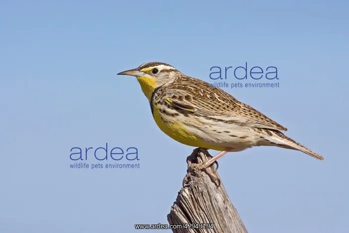 : Western Meadowlark - in winter : Western Meadowlark - in winter