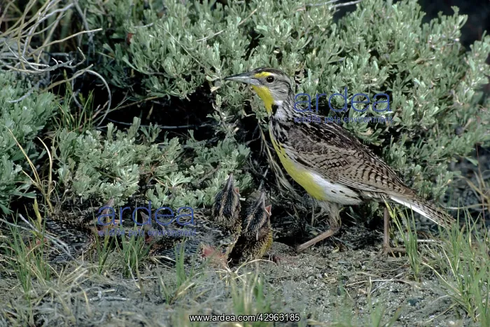 : Western Meadowlark with young : Western Meadowlark with young