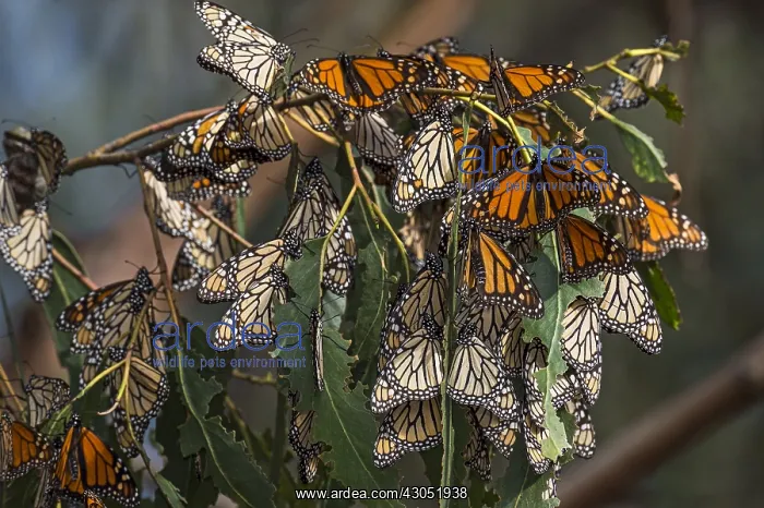 : Western Monarch Butterflies (Danaus plexippus) in : Western Monarch Butterflies (Danaus plexippus) in