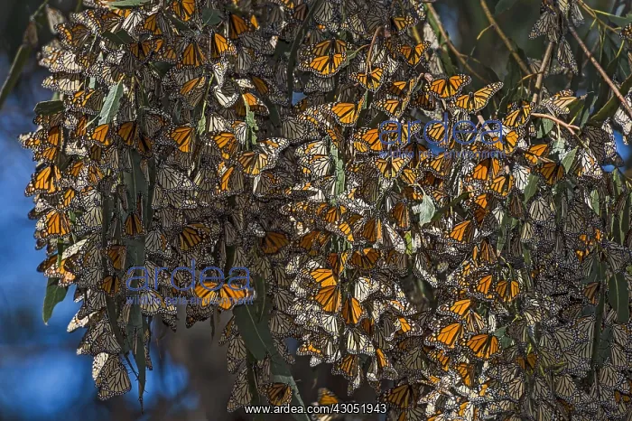 : Western Monarch Butterflies (Danaus plexippus) in : Western Monarch Butterflies (Danaus plexippus) in