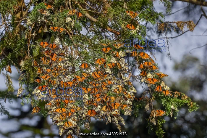 : Western Monarch Butterflies (Danaus plexippus) in : Western Monarch Butterflies (Danaus plexippus) in