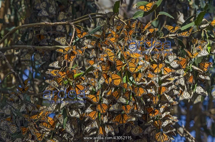 : Western Monarch Butterflies (Danaus plexippus) in : Western Monarch Butterflies (Danaus plexippus) in