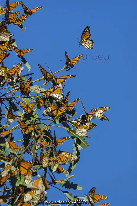: Western Monarch Butterflies (Danaus plexippus) enjoying : Western Monarch Butterflies (Danaus plexippus) enjoying