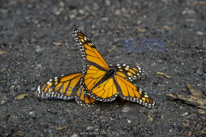 : Western Monarch Butterflies (Danaus plexippus) preparing : Western Monarch Butterflies (Danaus plexippus) preparing