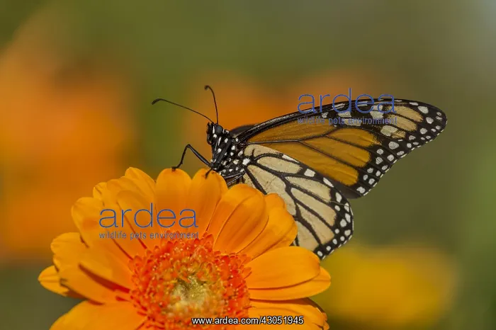 : Western Monarch Butterfly (Danaus plexippus) on : Western Monarch Butterfly (Danaus plexippus) on