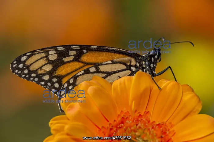 : Western Monarch Butterfly (Danaus plexippus) on : Western Monarch Butterfly (Danaus plexippus) on