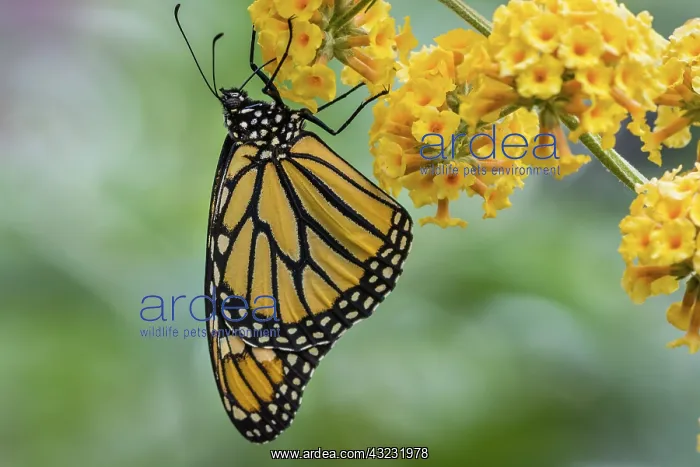 : Western Monarch Butterfly (Danaus plexippus). OR. Summer : Western Monarch Butterfly (Danaus plexippus). OR. Summer