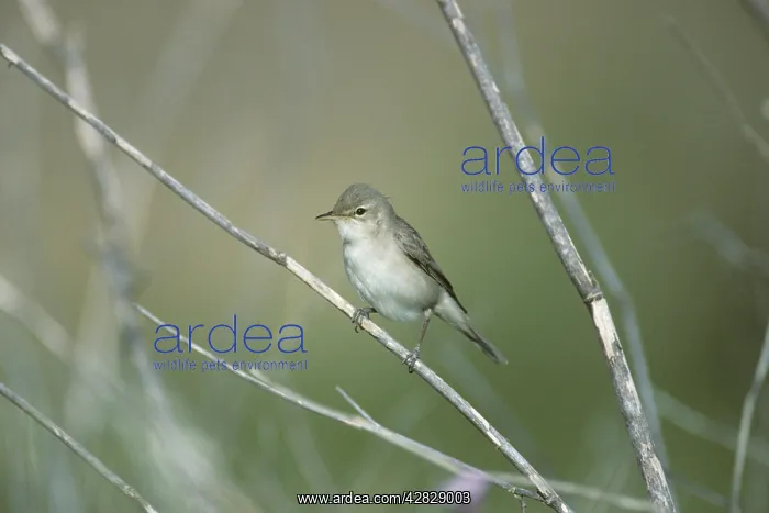 : Western Olivaceous Warbler : Western Olivaceous Warbler