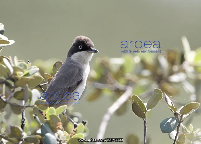 : Western Orphean Warbler - in olive tree - April : Western Orphean Warbler - in olive tree - April