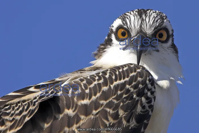 : Western Osprey (Pandion haliaetus), Florida, USA, North : Western Osprey (Pandion haliaetus), Florida, USA, North