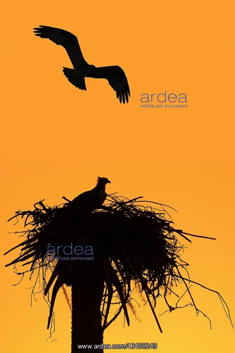 : Western osprey (Pandion haliaetus) in the nest at : Western osprey (Pandion haliaetus) in the nest at