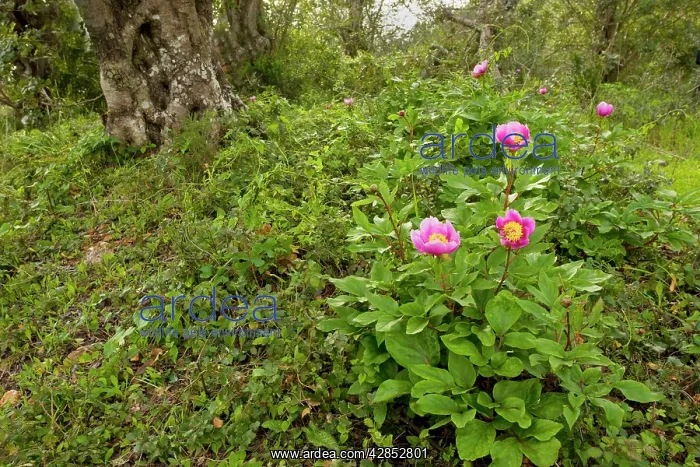 : Western Paeony - in Carob grove : Western Paeony - in Carob grove