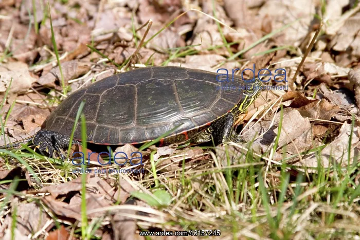 : Western Painted Turtle : Western Painted Turtle