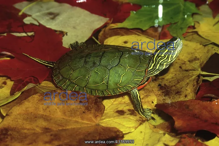 : Western Painted Turtle : Western Painted Turtle