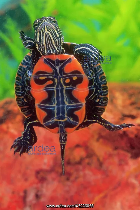 : Western Painted Turtle, Chrysemys picta : Western Painted Turtle, Chrysemys picta
