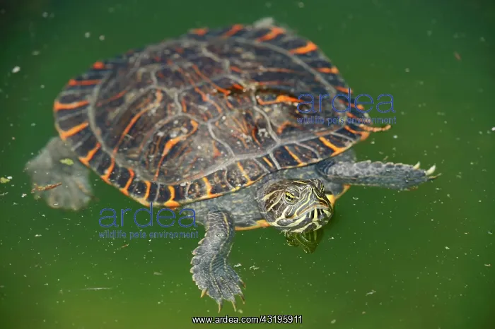 : Western Painted Turtle (Chrysemys picta bellii) : Western Painted Turtle (Chrysemys picta bellii)