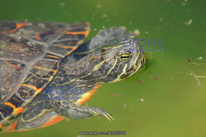 : Western Painted Turtle (Chrysemys picta bellii) : Western Painted Turtle (Chrysemys picta bellii)